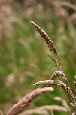 Kuru çim yakın fotoğraf. Minimalist manzara. 