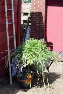 Bahçedeki el arabası yeşil çimlerle dolu. Bahçe bakımı. 