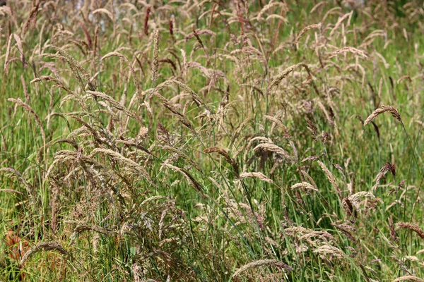 Dry Grass Texture Agricultural Field Close Photo Natural Abstract Background — Stock Photo, Image