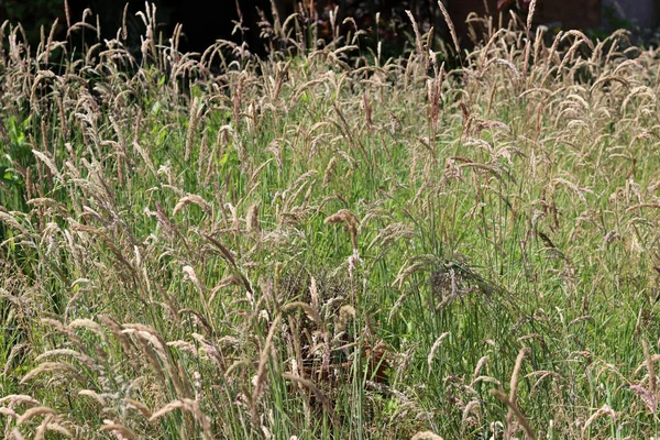 乾いた草の質感 農業分野の写真を閉じます 自然抽象的背景 — ストック写真