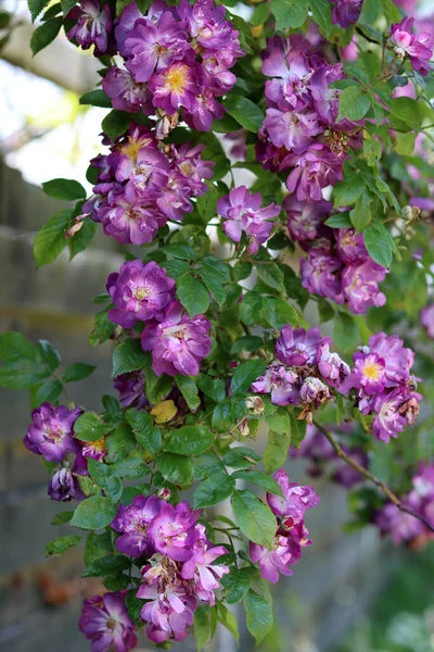 Rozkvetlý Keř Zblízka Foto Zahradní Růže Květiny — Stock fotografie