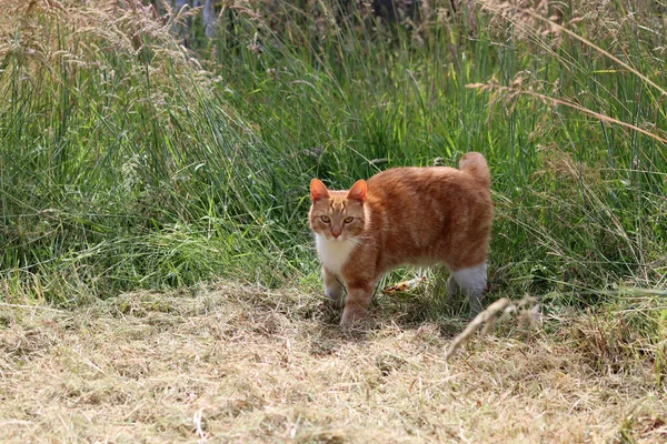 Ginger Cat Brincando Jardim Gato Relva Seca Pet Foto Livre — Fotografia de Stock