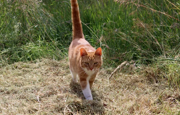 Ginger cat playing in the garden. Cat on dry grass. Pet outdoor photo.