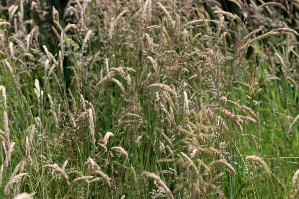 乾いた草の質感 農業分野の写真を閉じます 自然抽象的背景 — ストック写真