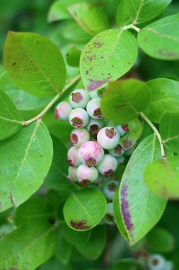 Yabanmersini çalısı yakın çekim fotoğrafı. Olgunlaşmamış yabanmersini dokusu. Dallardaki organik meyveler.. 