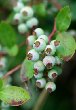 Yabanmersini çalısı yakın çekim fotoğrafı. Olgunlaşmamış yabanmersini dokusu. Dallardaki organik meyveler.. 