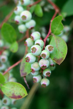 Yabanmersini çalısı yakın çekim fotoğrafı. Olgunlaşmamış yabanmersini dokusu. Dallardaki organik meyveler.. 