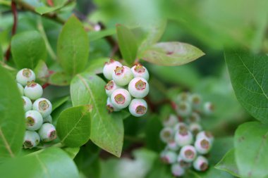 Yabanmersini çalısı yakın çekim fotoğrafı. Olgunlaşmamış yabanmersini dokusu. Dallardaki organik meyveler.. 