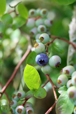 Yeşil yapraklar, yaban mersini çalılığında küçük meyveler. Yaz bahçesi fotoğrafı.  