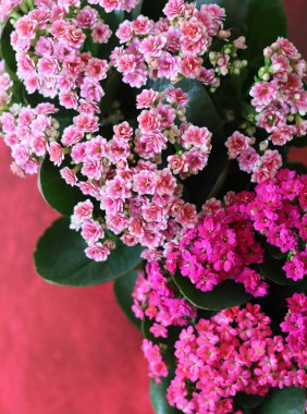 Pink flowers of blossoming kalanchoe plant. Vibrant pink background with copy space. Beautiful house plant close up photo. 