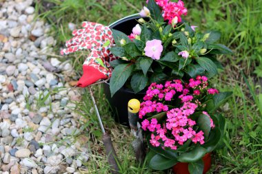 Sardunya ve Kalanchoe bir bahçe kovasında bitki yetiştiriyor. Saksıda çiçek açan bahçe bitkileri. Fotokopi alanı olan yeşil çimenler. Bahçe dekorasyonu fikirleri. 