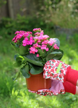 Güzel pembe yaprakları olan küçük saksı bitkisini tutan kadın elleri. Bahçede güneşli bir yaz günü. Kopyalama alanı olan yeşil çimenli arkaplan. 