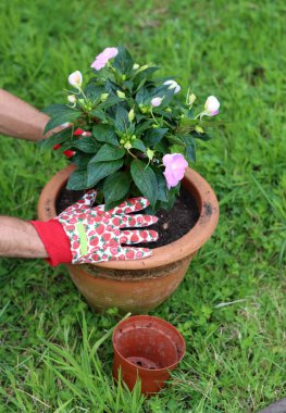 Çilek desenli komik bahçe eldivenli erkek eller çiçek açan bitki, arka planda fotokopi alanı olan yeşil çimenler.. 