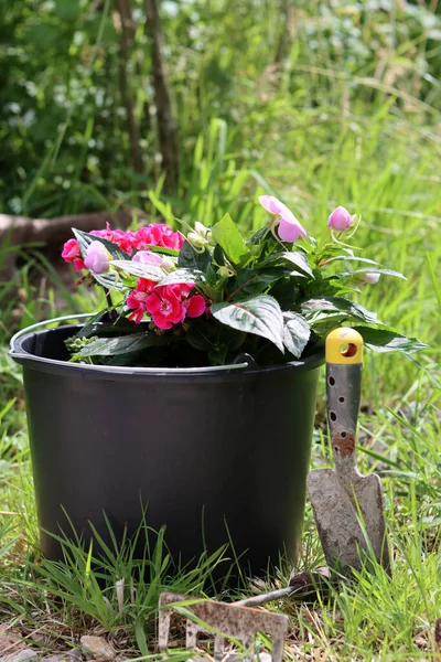 Geranium and Kalanchoe plants in a garden bucket. Flowering garden plants in pots. Green grass on background with copy space. Garden decoration ideas.