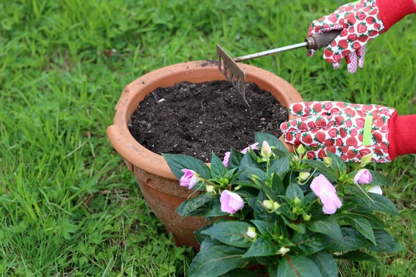 Foto Ravvicinata Del Processo Trapianto Piante Mani Femminili Guanti Giardino — Foto Stock