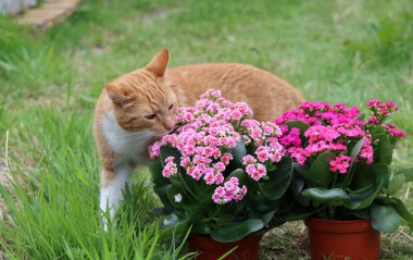Kızıl kedinin çiçek kokan bitkileri kokladığı yakın plan fotoğrafı. Bahçede bir yaz. Sevimli hayvan fotoğrafı.. 