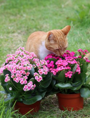Kızıl kedinin çiçek kokan bitkileri kokladığı yakın plan fotoğrafı. Bahçede bir yaz. Sevimli hayvan fotoğrafı.. 