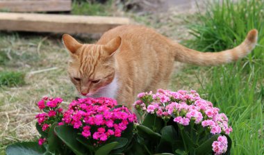 Kızıl kedinin çiçek kokan bitkileri kokladığı yakın plan fotoğrafı. Bahçede bir yaz. Sevimli hayvan fotoğrafı.. 