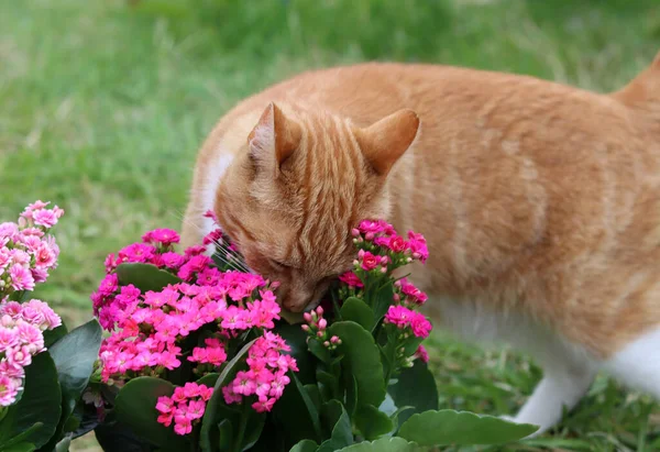 Cute Ginger Cat Sniffs Flowers Close Photo Beautiful Blossom Green — Stock fotografie