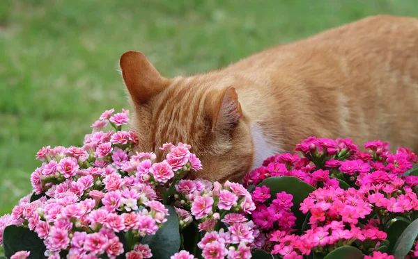 Close Photo Ginger Cat Sniffing Flowering Plants Summer Garden Cute — Stock fotografie