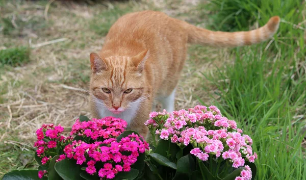 Kızıl Kedi Bahçede Oynuyormuş Saksı Bitkilerinin Güzel Pembe Çiçekleri Mutlu — Stok fotoğraf