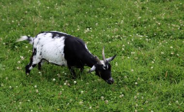 Photo of cute goat eating a grass. Summer say in a farm. Countryside life concept. 