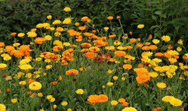 Sarı çiçeklerle dolu yeşil bir alan. Yaz bahçesinin yakın fotoğrafını çek. Güzel takvim çiçeği. 