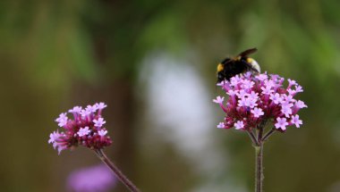 Mor Verbena çiçeklerinde yabanarısı. Çiçek tarlasının yakın fotoğrafını çek. Parkta yaz günü. 