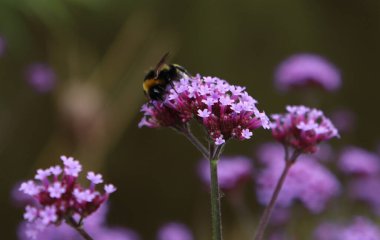 Mor Verbena çiçeklerinde yabanarısı. Çiçek tarlasının yakın fotoğrafını çek. Parkta yaz günü. 
