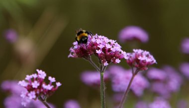 Mor Verbena çiçeklerinde yabanarısı. Çiçek tarlasının yakın fotoğrafını çek. Parkta yaz günü. 