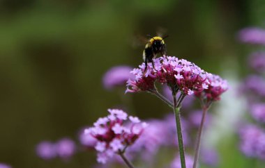 Mor Verbena çiçeklerinde yabanarısı. Çiçek tarlasının yakın fotoğrafını çek. Parkta yaz günü. 