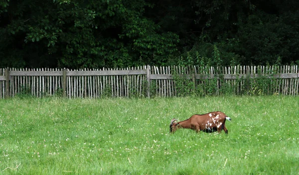 Domesticated Goat Close Photo Farm Animal Portrait Goat Eating Grass — 스톡 사진