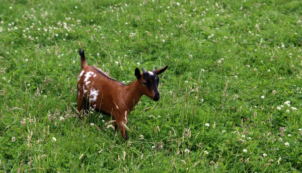 Baby Goat Green Grass Field Farm Animal Close Photo Sunny — 스톡 사진