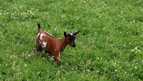 Cabra Bebé Campo Hierba Verde Animales Granja Foto Cerca Soleado —  Fotos de Stock