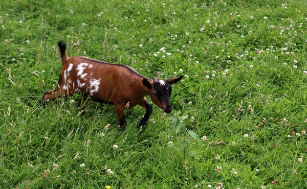 Baby Goat Green Grass Field Farm Animal Close Photo Sunny —  Fotos de Stock