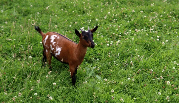 Baby Goat Green Grass Field Farm Animal Close Photo Sunny —  Fotos de Stock