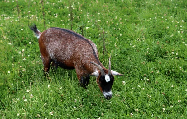 Photo Cute Goat Eating Grass Summer Say Farm Countryside Life — 스톡 사진