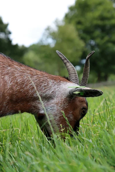 Photo Cute Goat Eating Grass Summer Say Farm Countryside Life —  Fotos de Stock