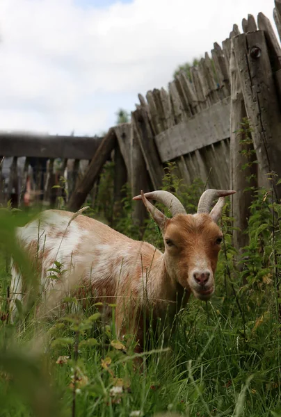 Close Portrait Goat Green Field Farm Animal Photo Cute Domestic — 스톡 사진