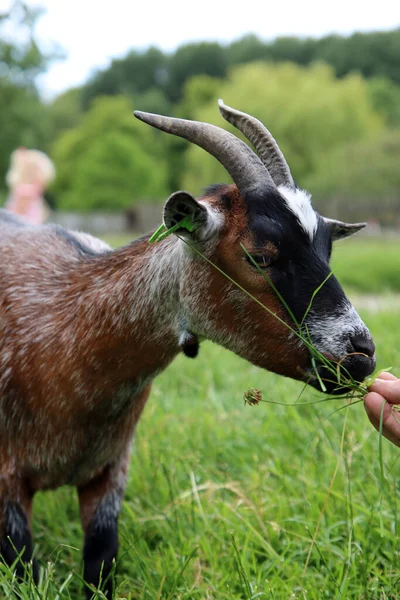 Domesticated Goat Close Photo Farm Animal Portrait Goat Eating Grass — 스톡 사진