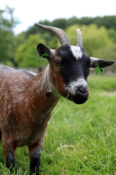 Close Portret Van Een Geit Groen Veld Boerderijfoto Schattig Huisdier — Stockfoto