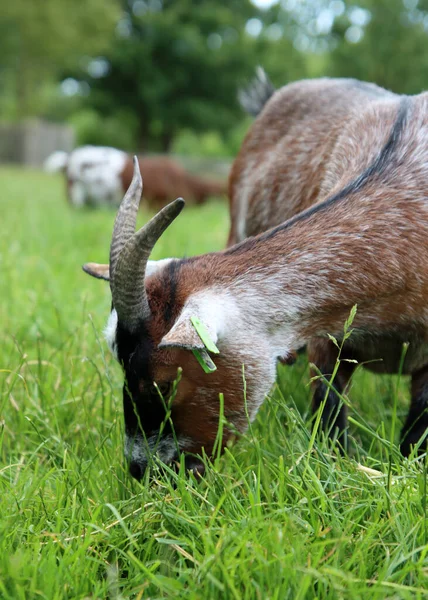 Photo of cute goat eating a grass. Summer say in a farm. Countryside life concept.