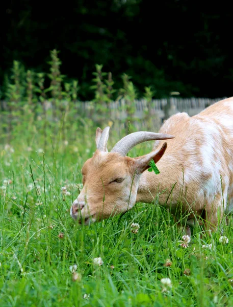 Photo Cute Goat Eating Grass Summer Say Farm Countryside Life — 스톡 사진