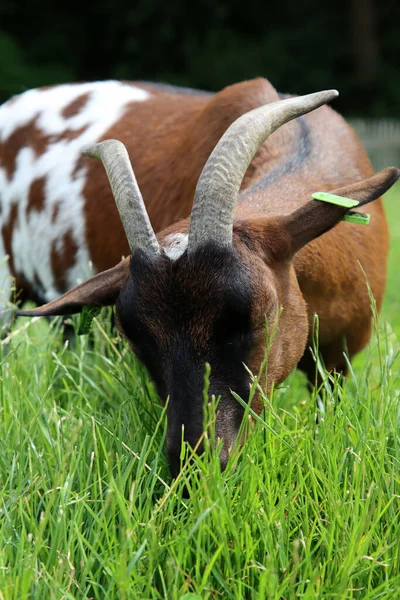 Primer Retrato Una Cabra Campo Verde Foto Animal Granja Linda —  Fotos de Stock