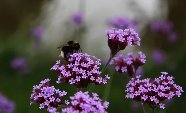 Abejorro Sobre Flores Verbena Púrpura Cerca Foto Del Campo Floración —  Fotos de Stock