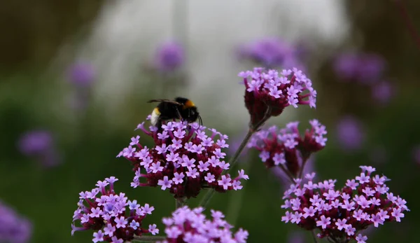 Abejorro Sobre Flores Verbena Púrpura Cerca Foto Del Campo Floración —  Fotos de Stock