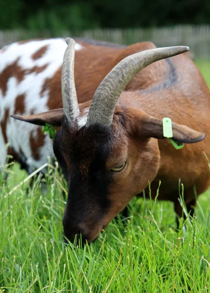 Domesticated Goat Close Photo Farm Animal Portrait Goat Eating Grass —  Fotos de Stock