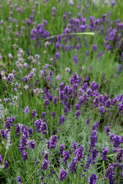 Lavender Field Close Φωτογραφία Πράσινο Γρασίδι Όμορφα Λουλούδια Αγριομέλισσες Στη — Φωτογραφία Αρχείου