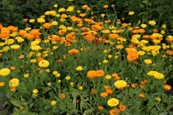 Meadow Flowers Close Photo Yellow Calendula Flowers Field Summer Garden — 图库照片