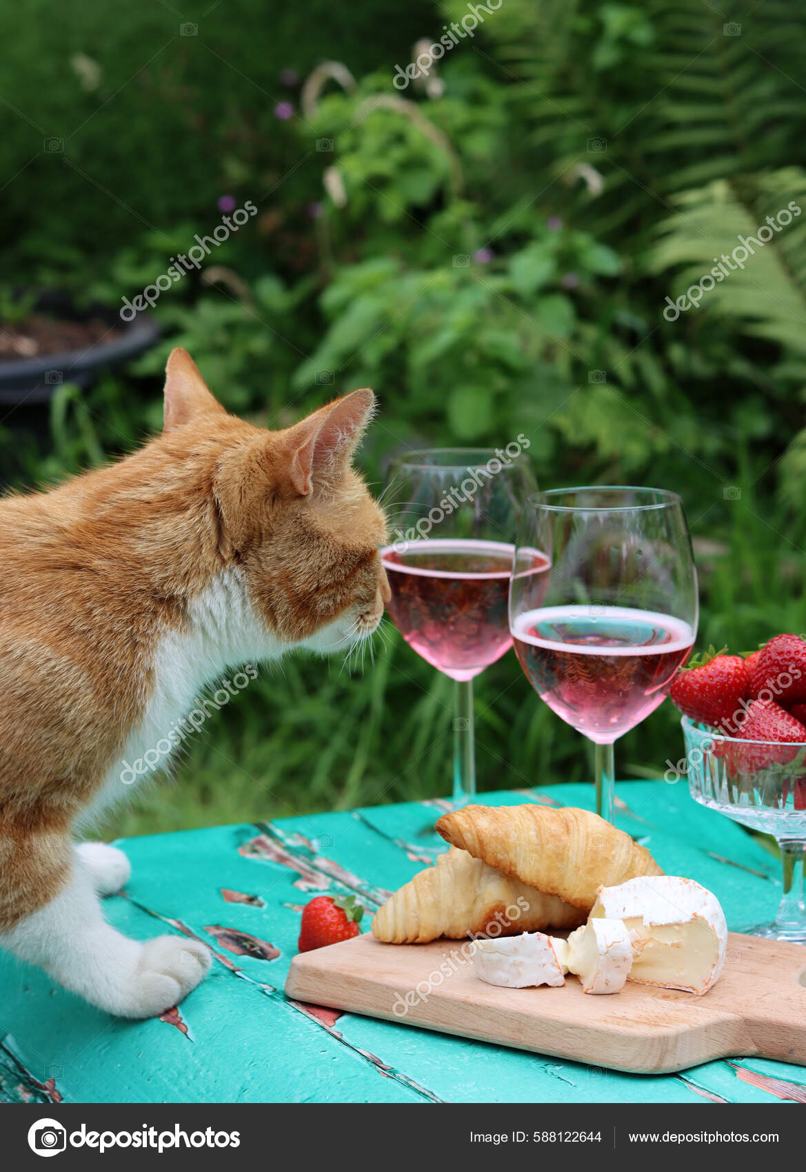 Cat Garden Table Cute Ginger Cat Stealing Food Rose Wine — Stock